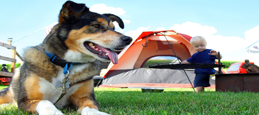 How to Train Your Dog for Camping Trips